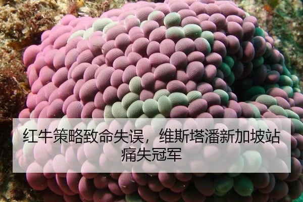hong-niu-ce-lve-zhi-ming-shi-wu-wei-si-ta-pan-xin-jia-po-zhan-tong-shi-guan-jun-3-816.jpg